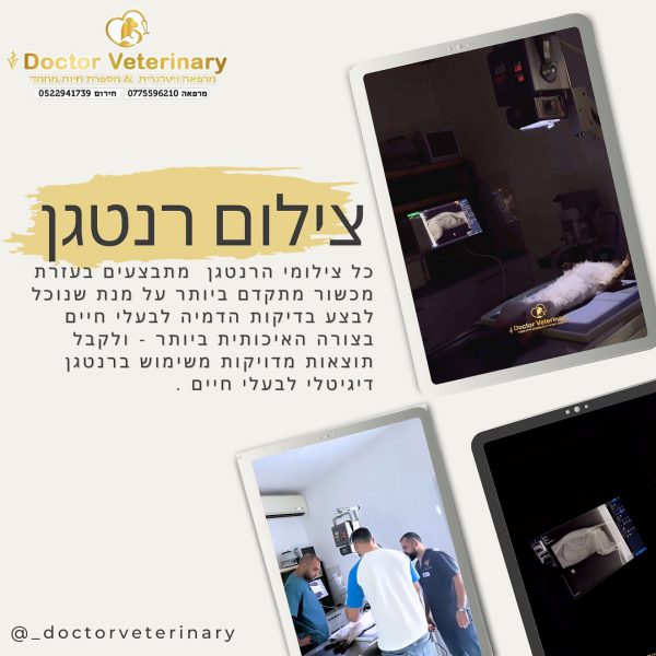 תמונה של WhatsApp‏ 2025-08-04 בשעה 12.13.47_d08e0751